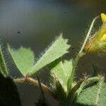 Medicago murex Hoja