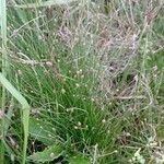 Isolepis cernua Leaf