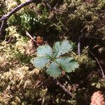 Rubus pedatus Hábito