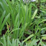 Agapanthus campanulatus Habitat