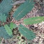 Vachellia cornigera Leht