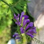 Vicia dasycarpa Floare
