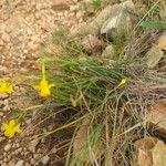 Narcissus assoanus عادت داشتن