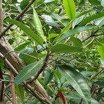 Rhizophora mangle List