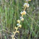 Sesamoides purpurascens Flower