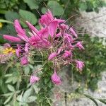 Cleome spinosa Flower