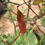 Senna auriculata Fruit