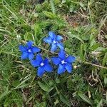 Primula farinosaFlower