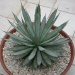 Agave macroacantha Агульны выгляд