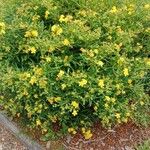 Hypericum kalmianum Hábitos