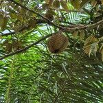 Durio zibethinus Fruit