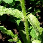 Anchusa arvensis Blad