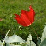 Tulipa undulatifolia Flor