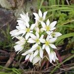 Allium massaessylum Fula