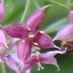 Galium rubrum Flower