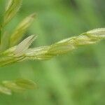 Leersia oryzoides Flower