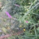 Lythrum virgatum Blüte