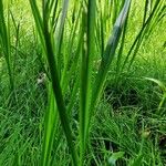 Acorus calamus Blad