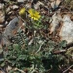 Crepis bursifolia عادت داشتن