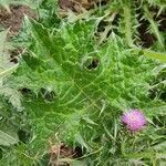 Carduus argentatus Leaf