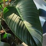 Philodendron davidsonii Folha