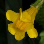 Mimulus guttatus Цветок
