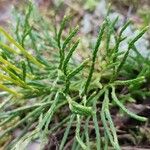 Lycopodium complanatum Feuille