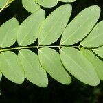 Lennea viridiflora Folha
