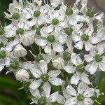 Allium nigrum Flors