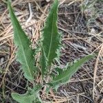 Crepis acuminata Листок