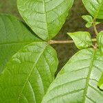 Vitex cooperi Hoja