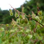 Rumex abyssinicus Fruit