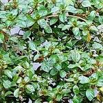 Ludwigia palustris Leaf