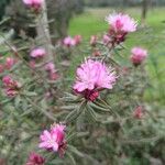 Rhododendron pubescens Flor