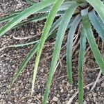 Bromelia pinguin Leaf