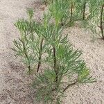 Artemisia campestris Folla