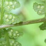 Dryopteris pentheri Blatt