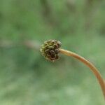 Ranunculus aquatilis ഫലം