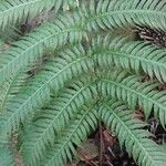 Woodwardia radicans Feuille