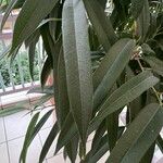 Ficus spp. Листок