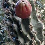 Cereus hildmannianus Frukt