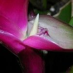 Tillandsia heliconioides Flor