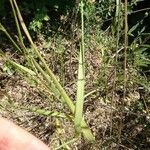 Elymus caninus Leaf