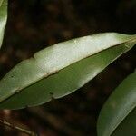 Qualea rosea Hoja