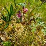 Lathyrus linifolius Flor