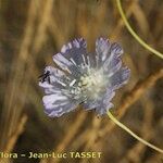 Lomelosia argentea Blomma