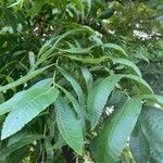 Carya illinoinensis Blatt