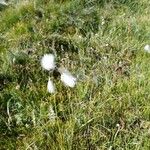 Eriophorum angustifoliumCvet