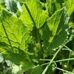 Doronicum grandiflorum Blad