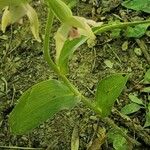 Epipactis persica Corteza